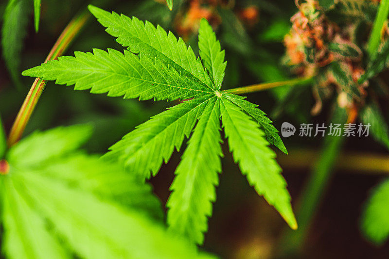 Medical Marijuana – Marihuana Leaves and Flower Buds